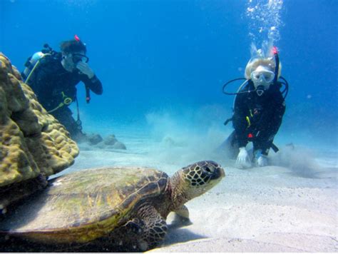 Introductory And Certified Scuba Diving At Hanauma Bay Oahu Waikiki