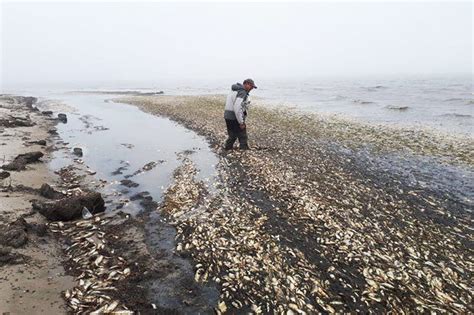 Mystery As Hundreds Of Thousands Of Dead Herring Wash Up On Sakhalin