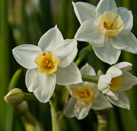 Narcissus Tazetta Paper White Narcissus Polyanthos Narcissus Tezetta