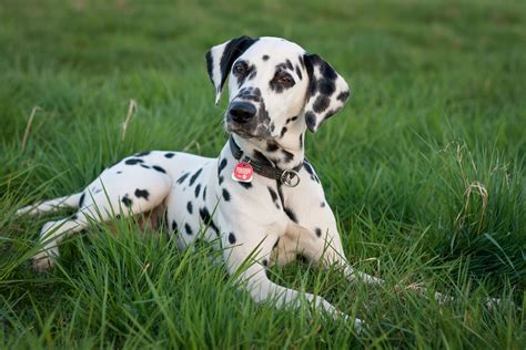77 Dalmatian Dogs Information Picture Bleumoonproductions