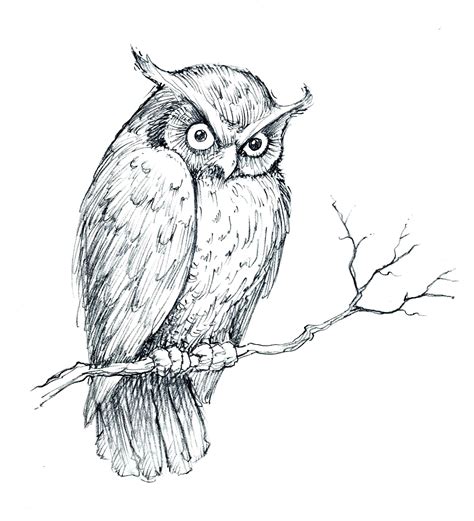 Original Owl Sketch By Tom Milner Owl Sketch Owls Drawing Owl