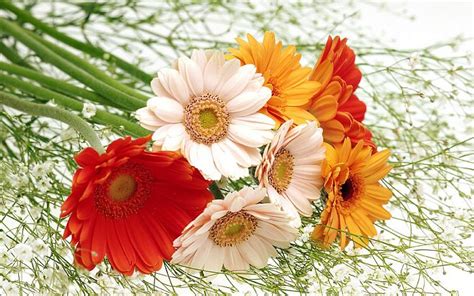 Beautiful Flowers Wallpapers Latest News