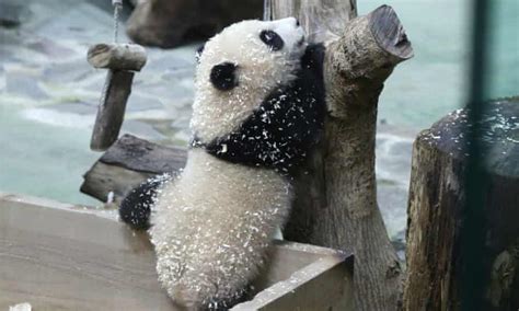 Second Taiwan Born Giant Panda Cub Makes Media Debut Giant Pandas