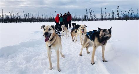 Dog Sledding An Alaskan Adventure Hallie Shepherd