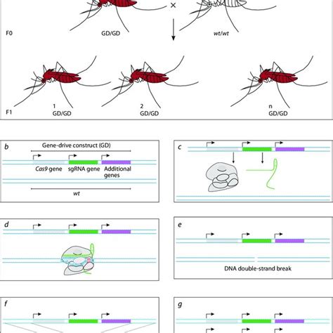 Gene Drive System Based On Crisprcas9 Download Scientific Diagram