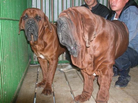Korean Mastiff Vs Damchi Breed Comparison Mydogbreeds