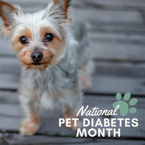 National Pet Diabetes Month