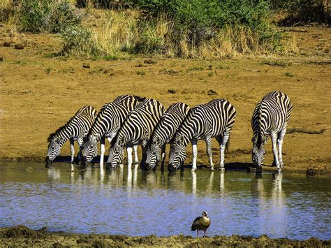 The Top Safari Destinations In South Africa Wildest