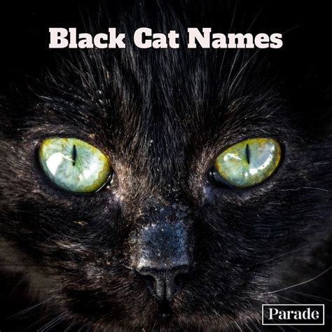 Meow These 150 Black Cat Names For Males And Females Are Absolutely