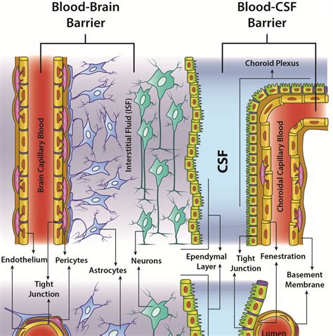 Comparison Between The Structure Of The Blood Brain Barrier BBB And