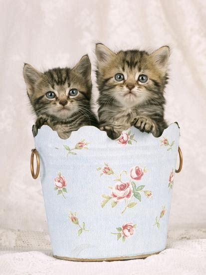 Tabby Kittens In Flowery Pot Photographic Print
