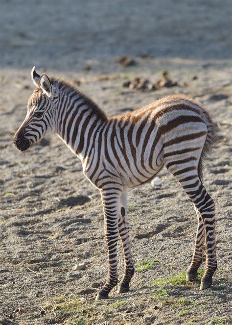 Showing Her Stripes! Dublin Zoo Welcomes Adorable Zebra Foal | Her.ie
