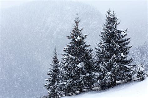 Trees Covered With Hoarfrost And Snow In Carpathians Mountain