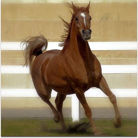 The swift webkinz brown arabian, carrying the horse show victory photo, is quick to flaunt his victories to you. Arabian Brown | Arabian Horse contest in Kuwait | Tayseer ...
