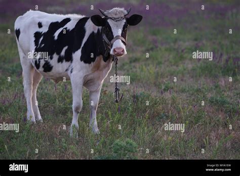 Black White Spotted Cow Calf Hi Res Stock Photography And Images Alamy