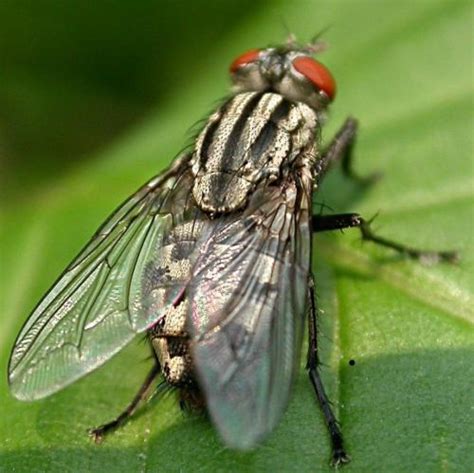 J'ai aimé mouche, parce que j'ai aimé fleabag : Mouche à damier