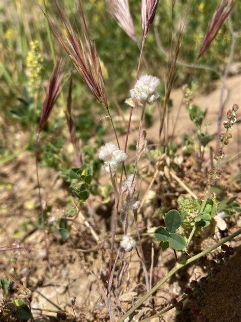 Q Tips From Del Puerto Canyon Ca On April At Am By Heyfrench Inaturalist