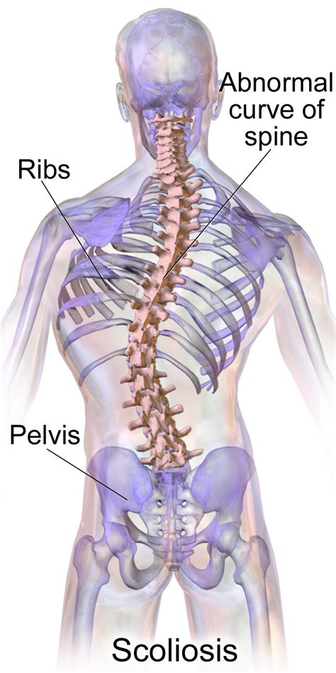 It is an expanded part of the gastrointestinal tract (gut) that plays an important role in the digestion of food. Pain Left Side Under Ribs | Right Abdominal Pain