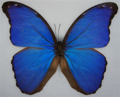 7 Blue Morpho Butterfly Specimen Biological Science Picture Directory