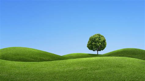 A Tree On The Green Hills Landscape Image Background