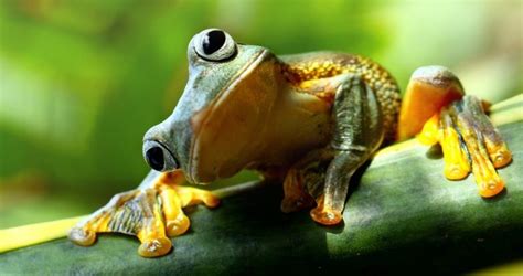 15 Examples Of Amphibians Examples Lab