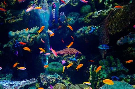 Fish Aquarium Of The Pacific Aquarium Fish Aquarium Underwater World