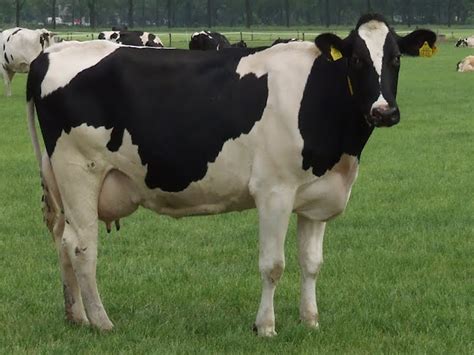 Holstein Friesian Cattle Roys Farm