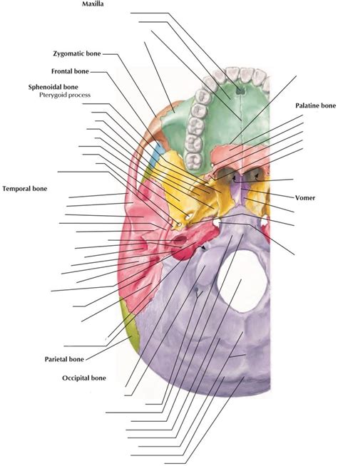 Skull Cranial Base Inferior View Diagram Quizlet