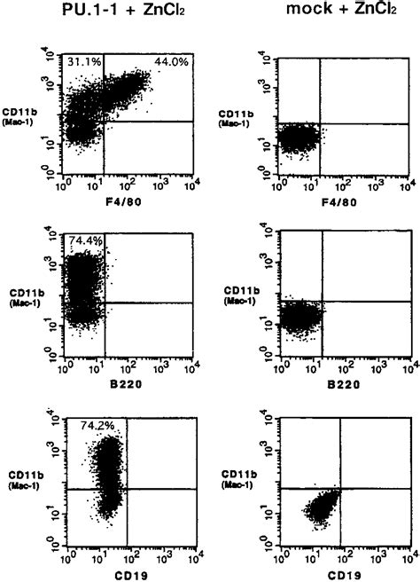 Induction Of Expression Of The Myelomonocyte Specific Proteins Cd11b