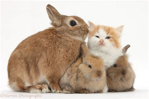 Pets Kitten And Bunny Rabbits Photo Wp28039