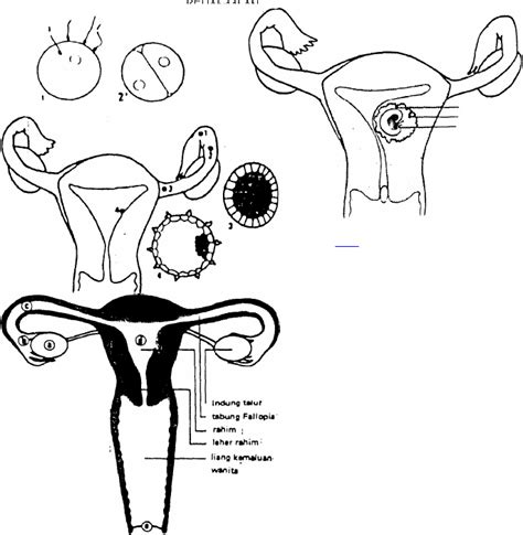 Pdf Anatomi Dan Fisiologi Alat Reproduksi Wanita Dokumen Tips