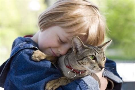 Why Hugging Your Cat Is Good For You On National Hug Your Cat Day