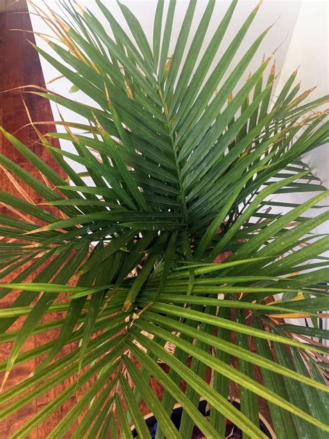 How To Care For An Indoor Majesty Palm — House Full Of Summer Coastal