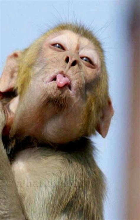 15 Best Funny Monkey Pictures You Will Laugh To See In 2020 Monkeys