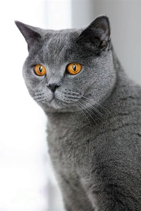 British Shorthair Black And White Cat Breeds Dogs And Cats Wallpaper