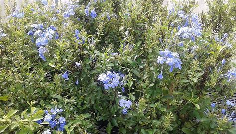 Plumbago Auriculata Perennial Shrub Imperial Blue Flower 4 Inch Pot