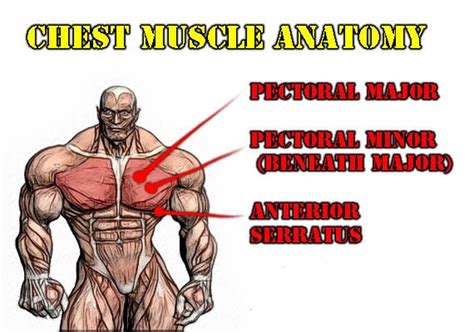 12 Best Upper Chest Workouts For Sizeable Pecs