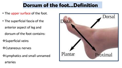 Solution The Dorsum Of The Foot Studypool