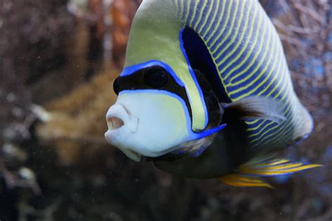Beautiful Fish Top 10 Most Beautiful Saltwater Fish Available
