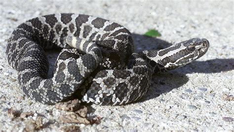 Michigans Only Venomous Snake Now Federally Protected