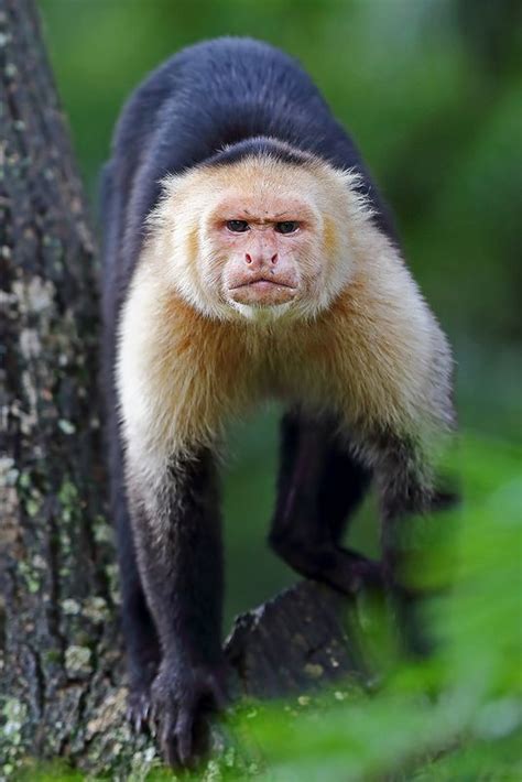 Are Capuchin Monkeys Dangerous