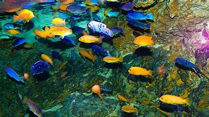 Fish Google Screensaver Aquarium Yellow Cichlid Cichlids