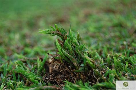 Effect Of Mites On Bermudagrass Turf The Change In Growth Flickr