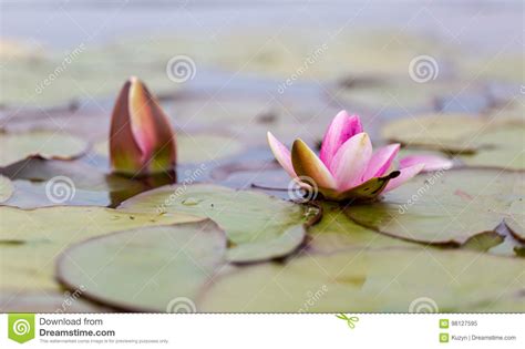 Pink Fresh Open Water Lily Nymphaeaceae On Lake Stock Image Image