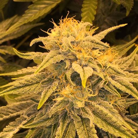 Banana Kush Seeds Cannabis Review Buy Weed Chain