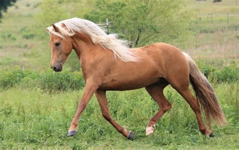 Morgan Horse Breed Profile Facts History Temperament Color And Faqs