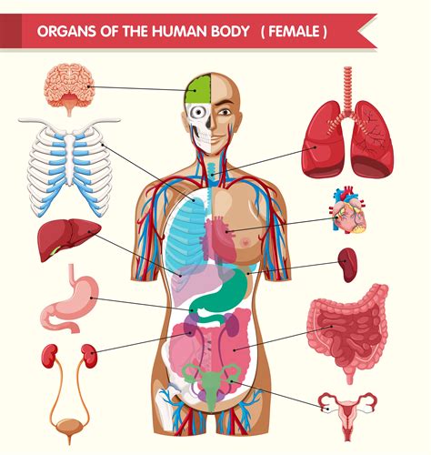 Diagram Showing Anatomy Of Human Body With Names Vector Image Vlrengbr