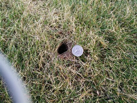 Why Are There Holes In My Yard