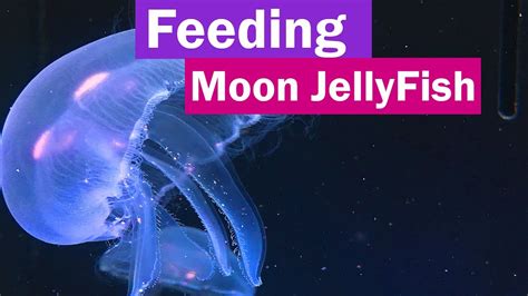 What Do Jellyfish Eat