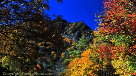 Fall Leaves In The Great Smoky Mountains National Park